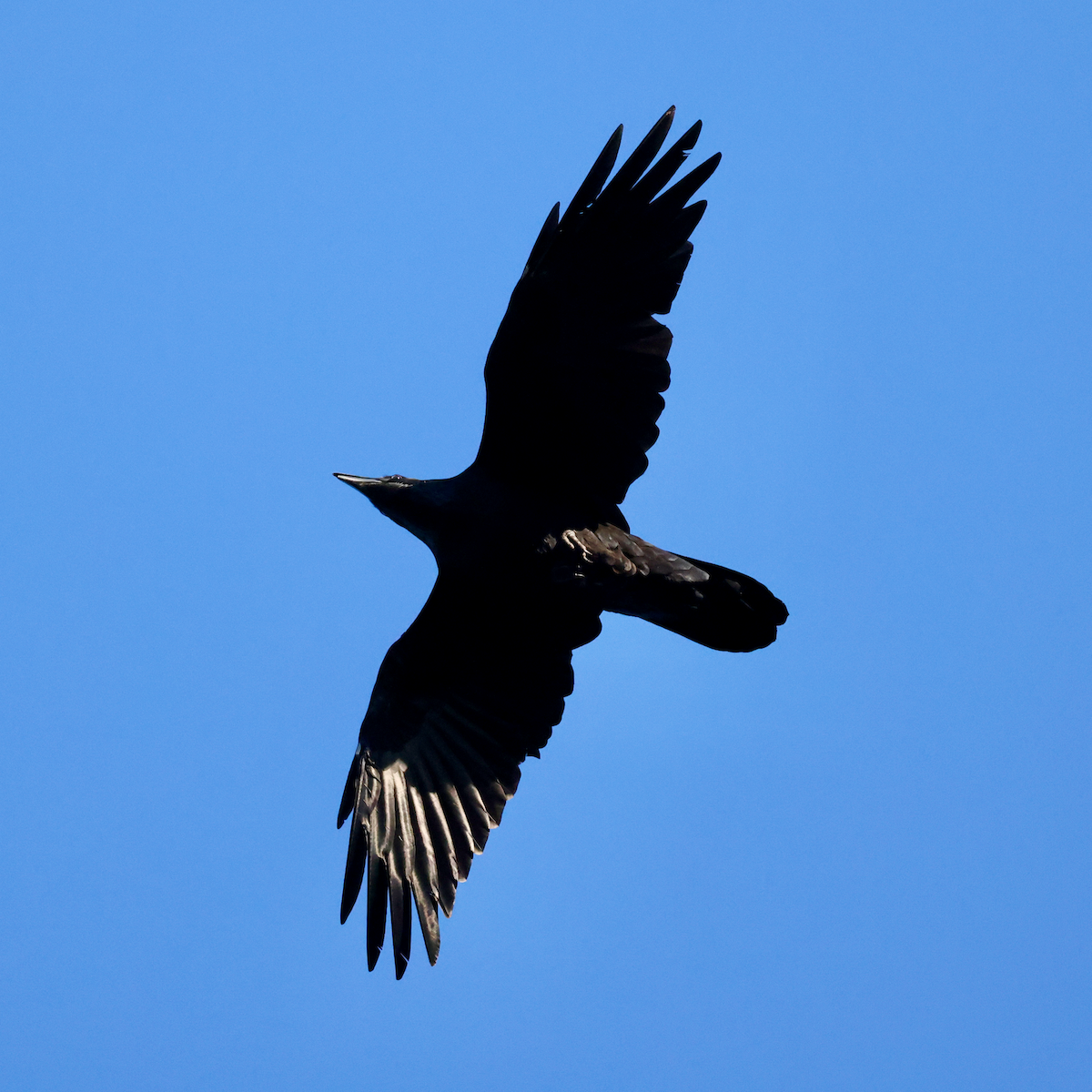 Common Raven - ML641256524