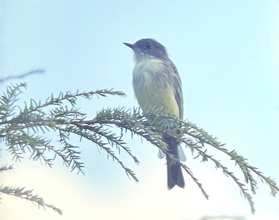 Mosquero Fibí - ML641256529