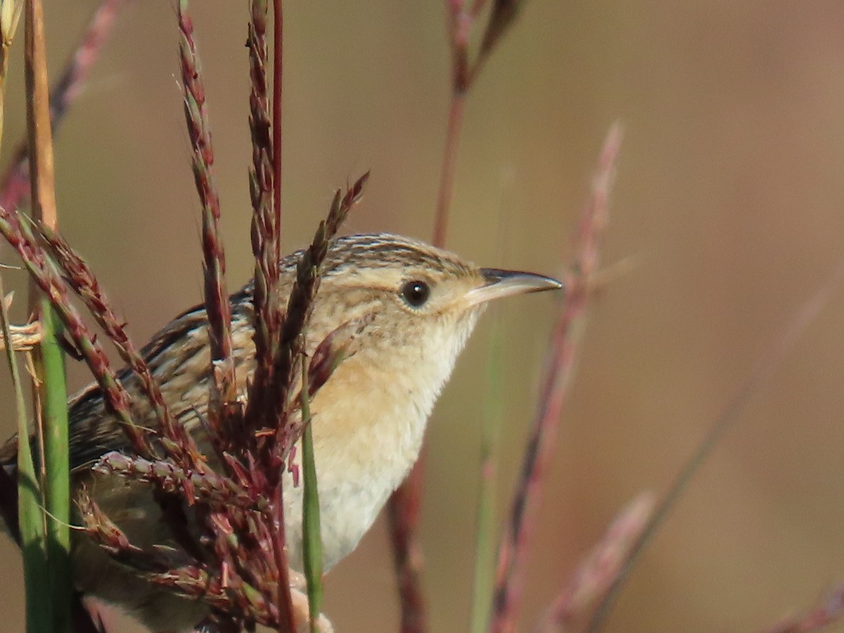 Sedge Wren - ML641256538