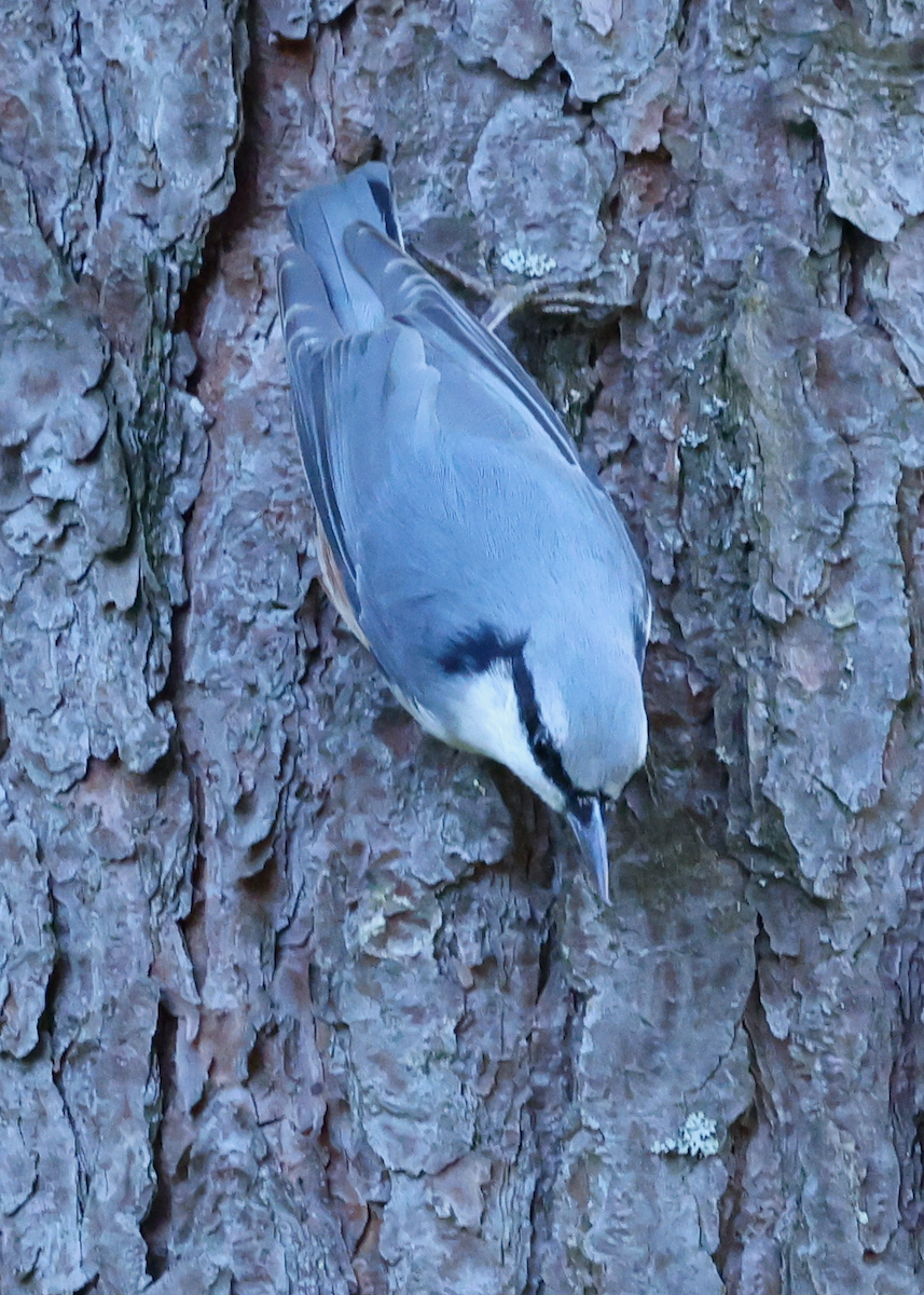 Eurasian Nuthatch - ML641256546