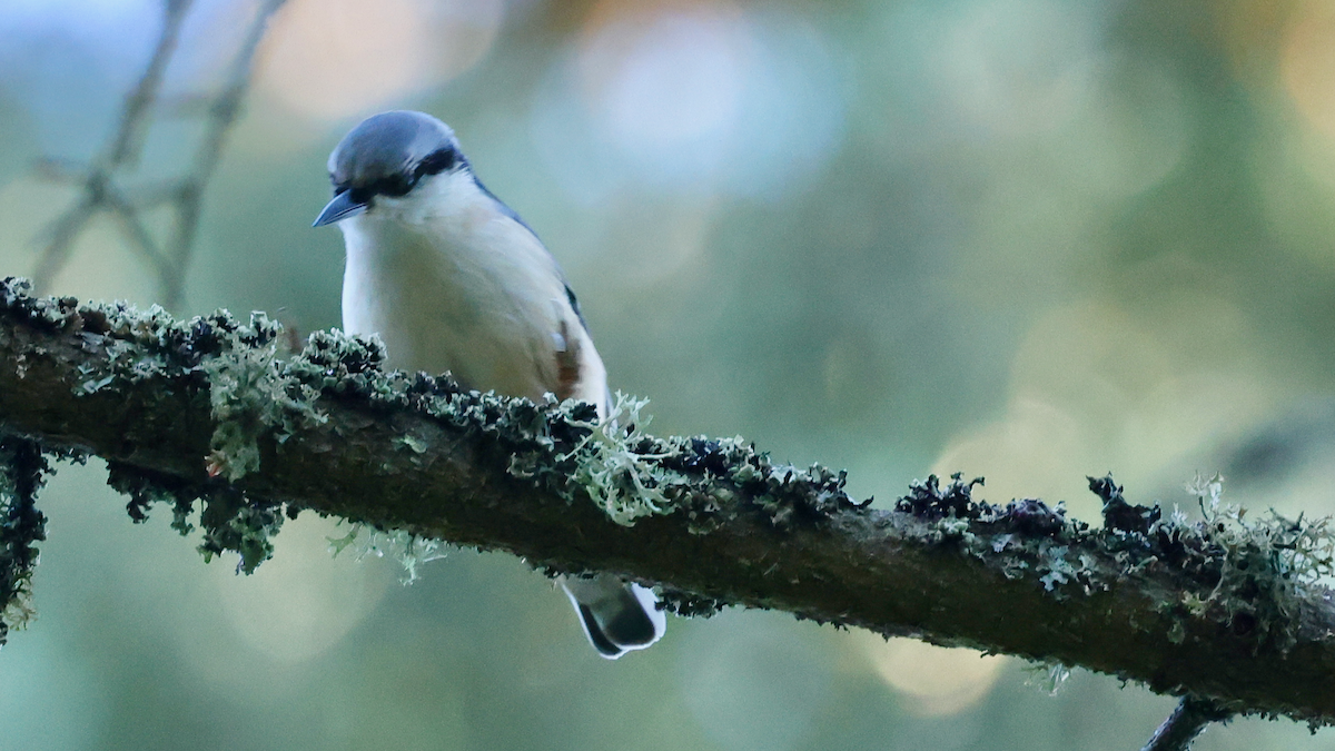 Eurasian Nuthatch - ML641256547