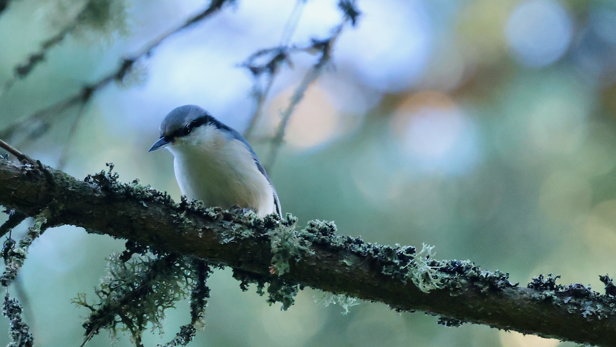 Eurasian Nuthatch - ML641256549