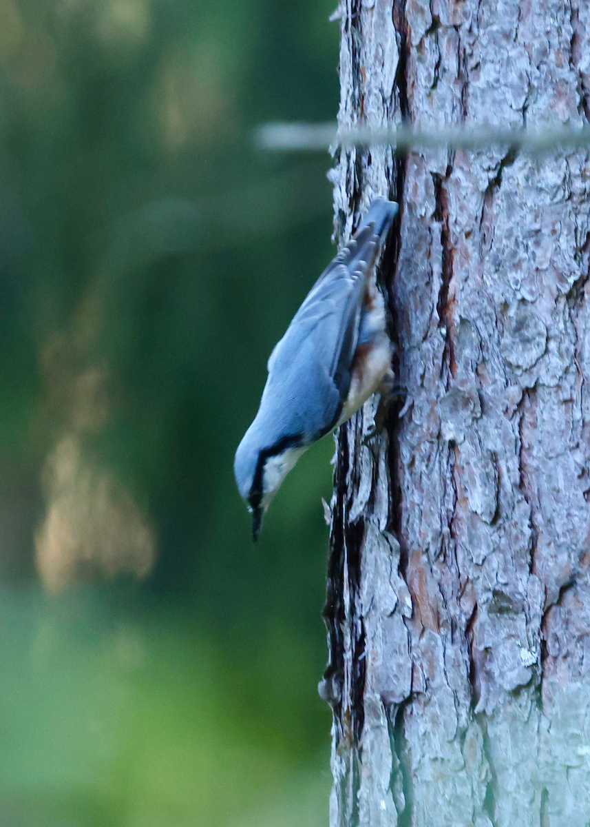 Eurasian Nuthatch - ML641256550
