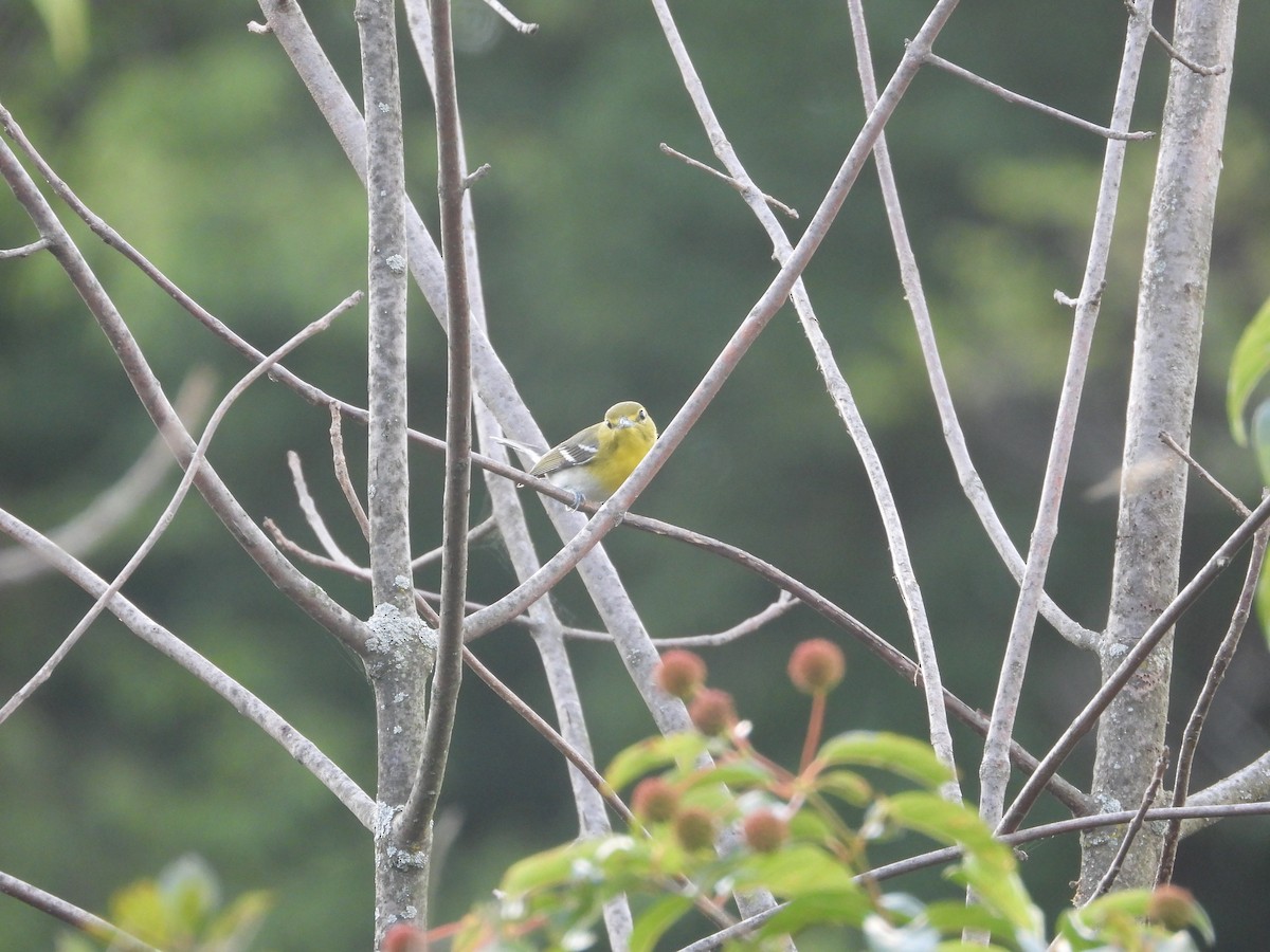 Yellow-throated Vireo - ML641256562