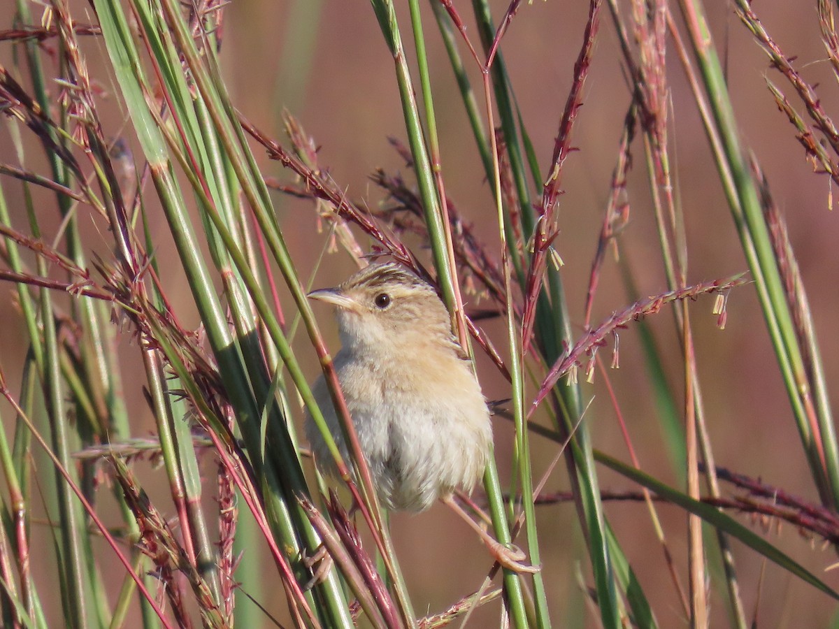 Sedge Wren - ML641256574