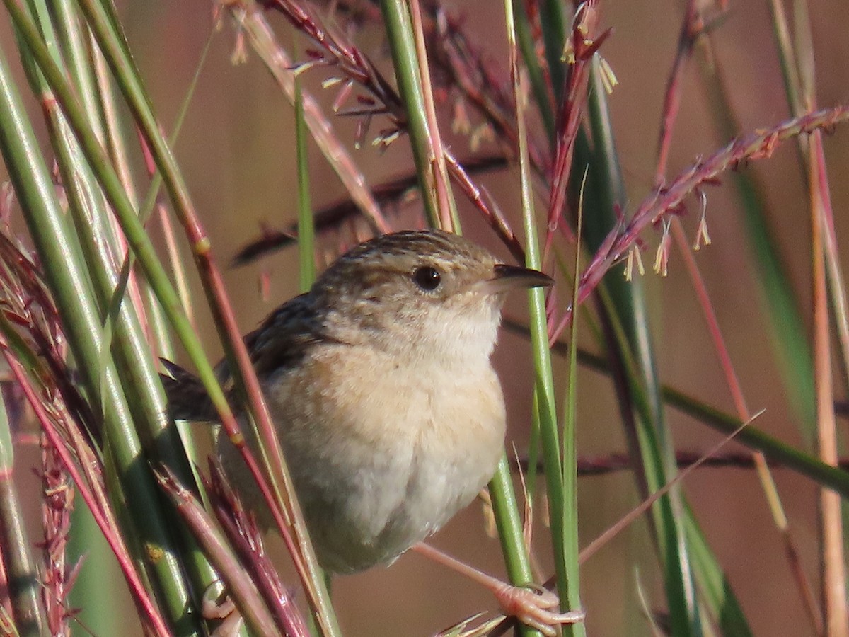 Sedge Wren - ML641256575