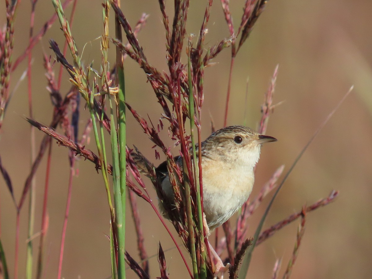 Sedge Wren - ML641256576