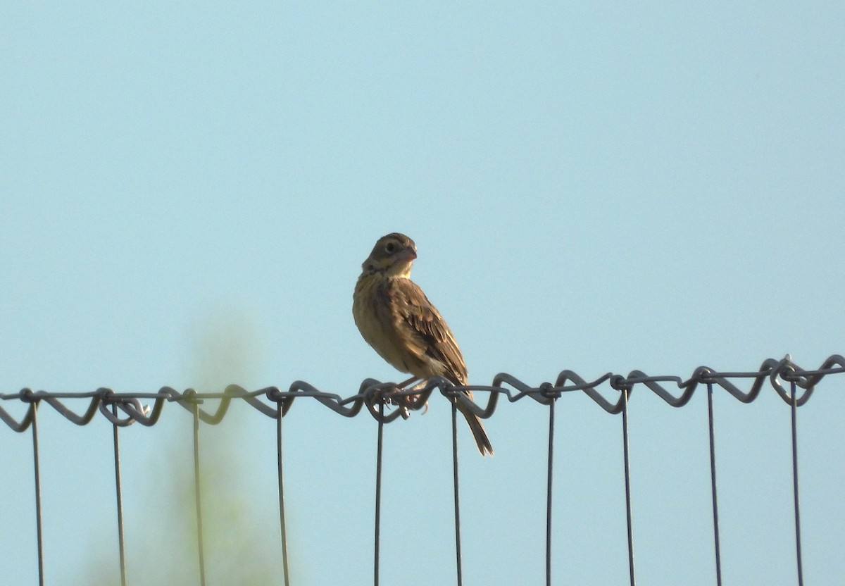 Dickcissel - ML641256582