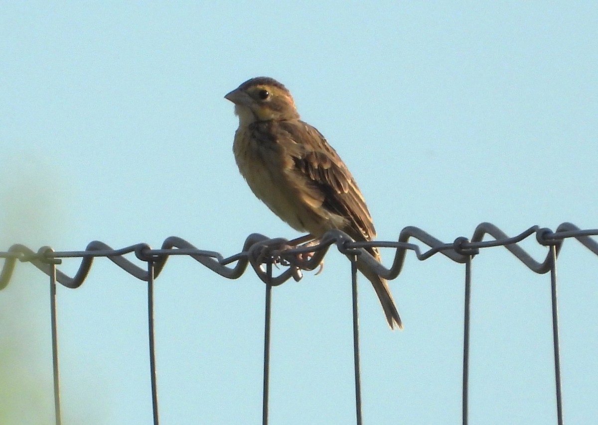Dickcissel - ML641256589