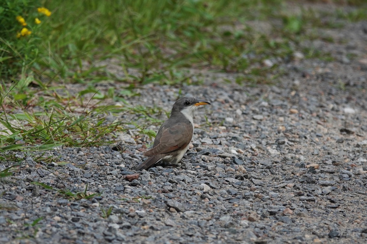 Yellow-billed Cuckoo - ML641256641