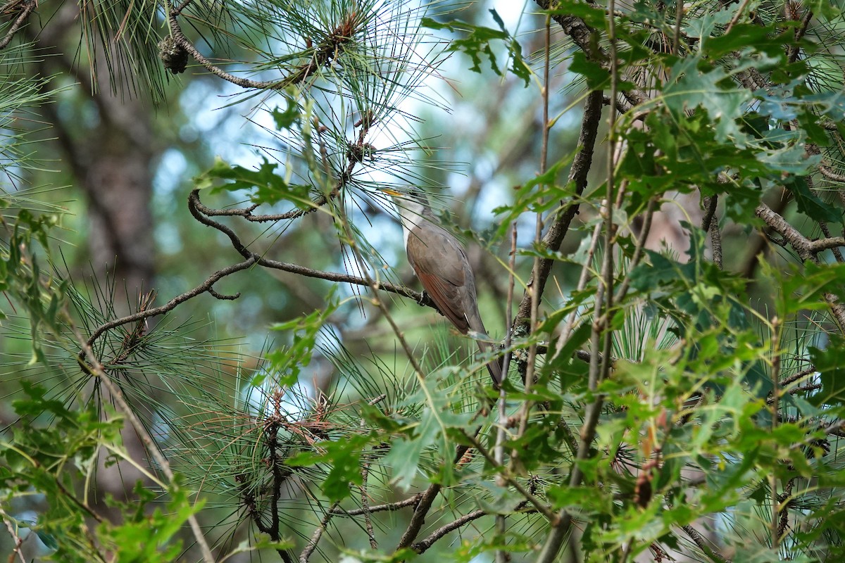 Yellow-billed Cuckoo - ML641256642