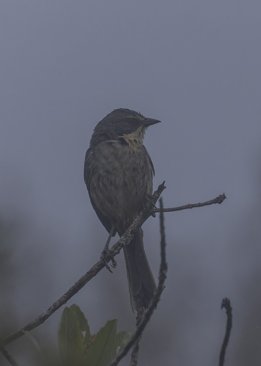 Long-tailed Reed Finch - ML641256653