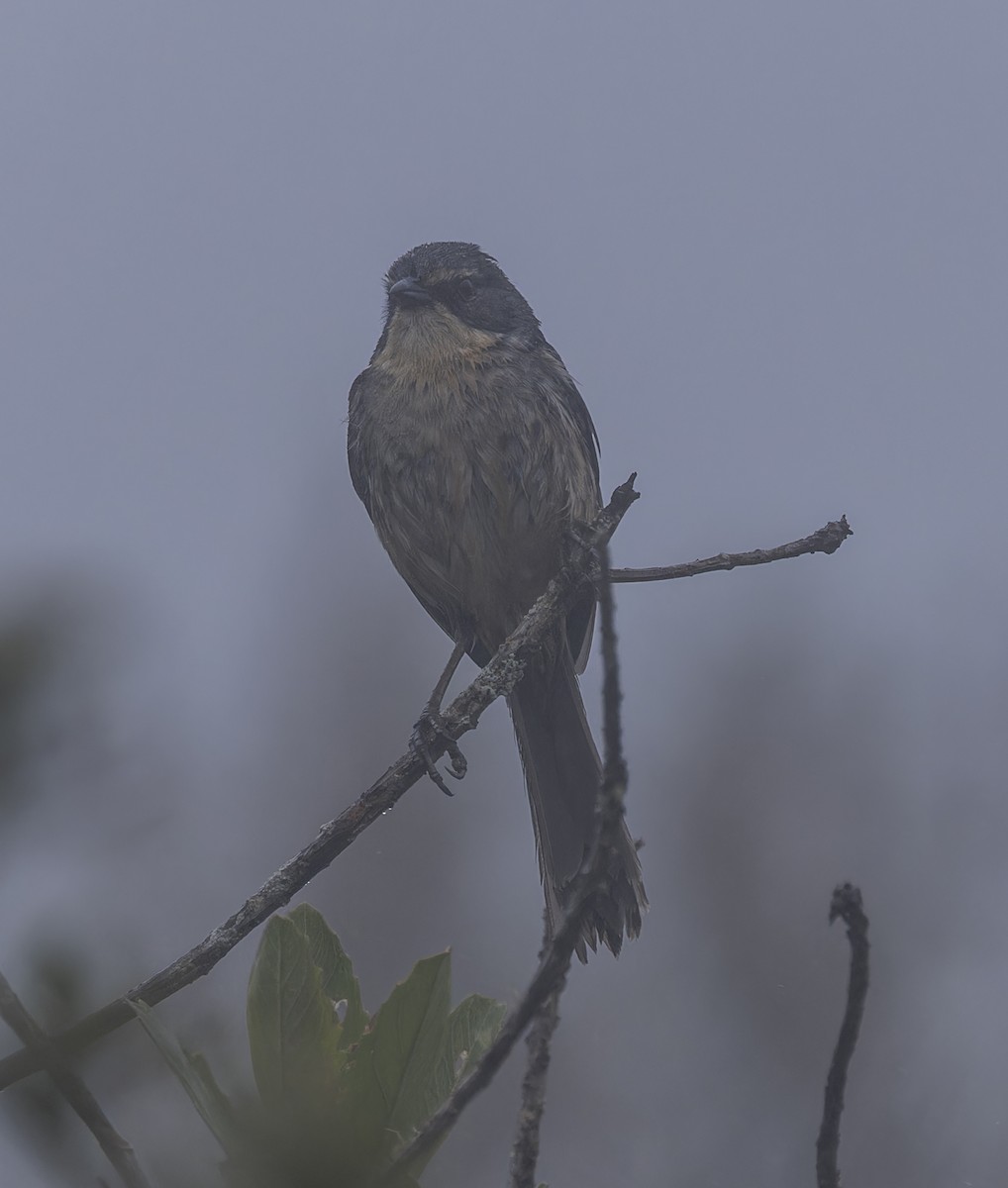 Long-tailed Reed Finch - ML641256654