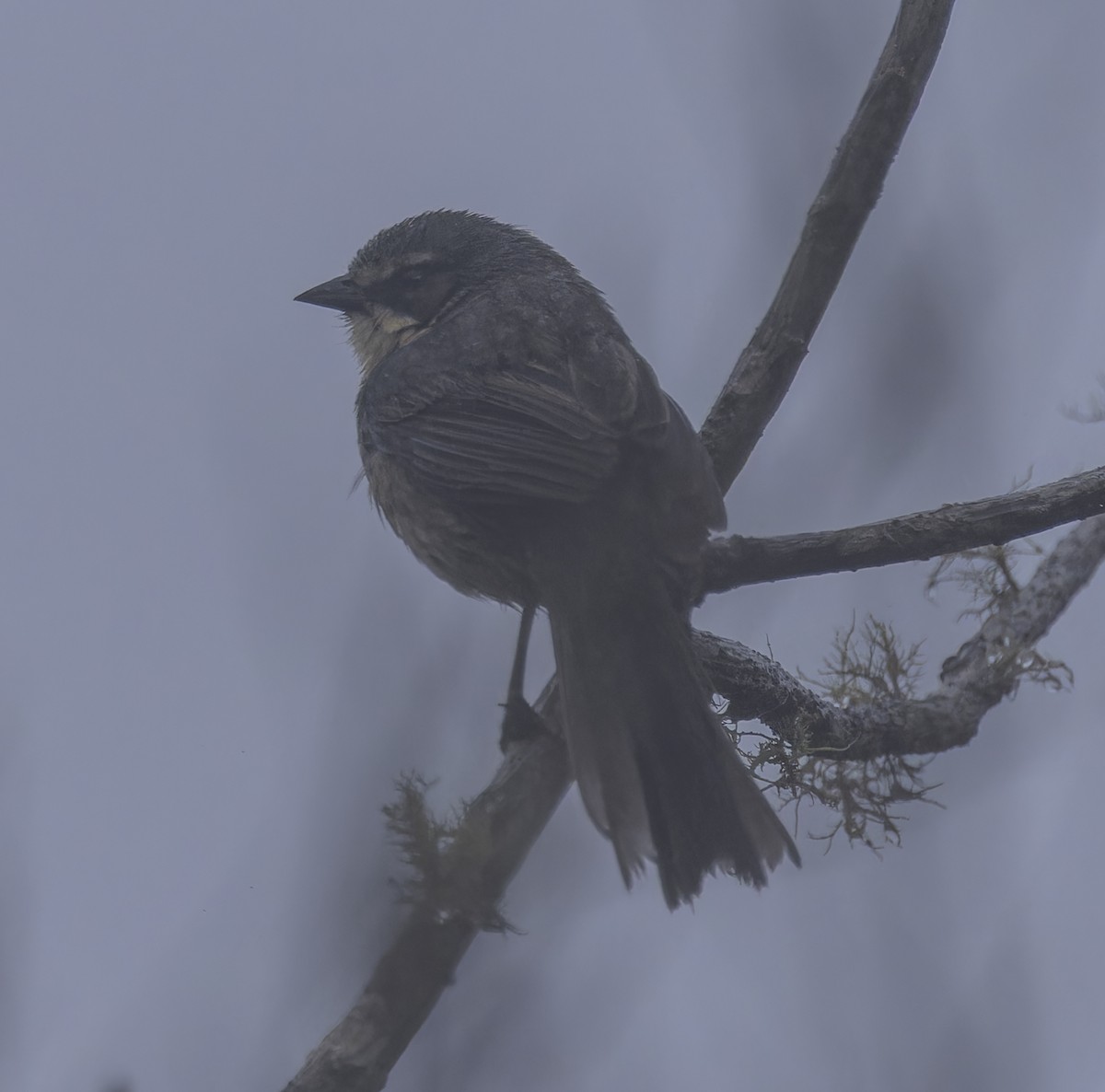 Long-tailed Reed Finch - ML641256655