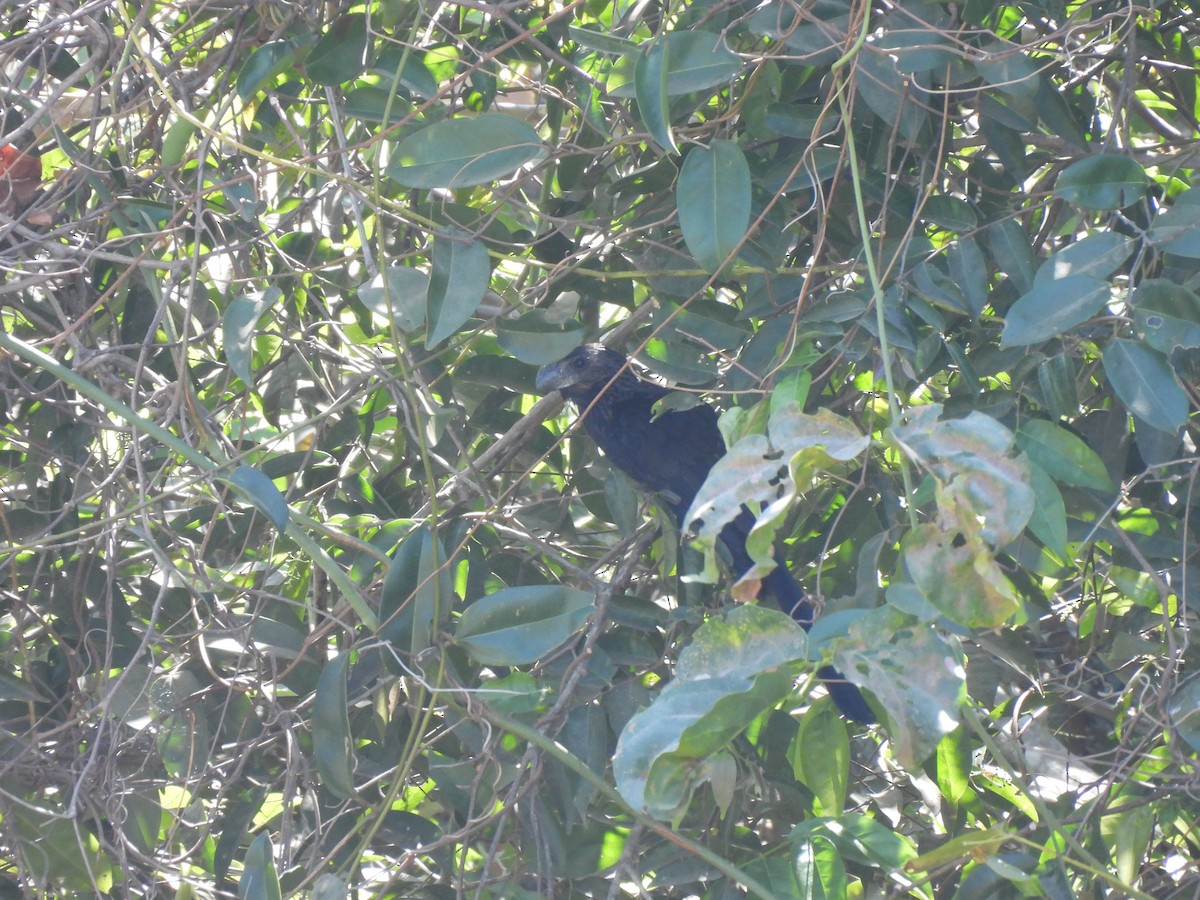 Smooth-billed Ani - ML641256657