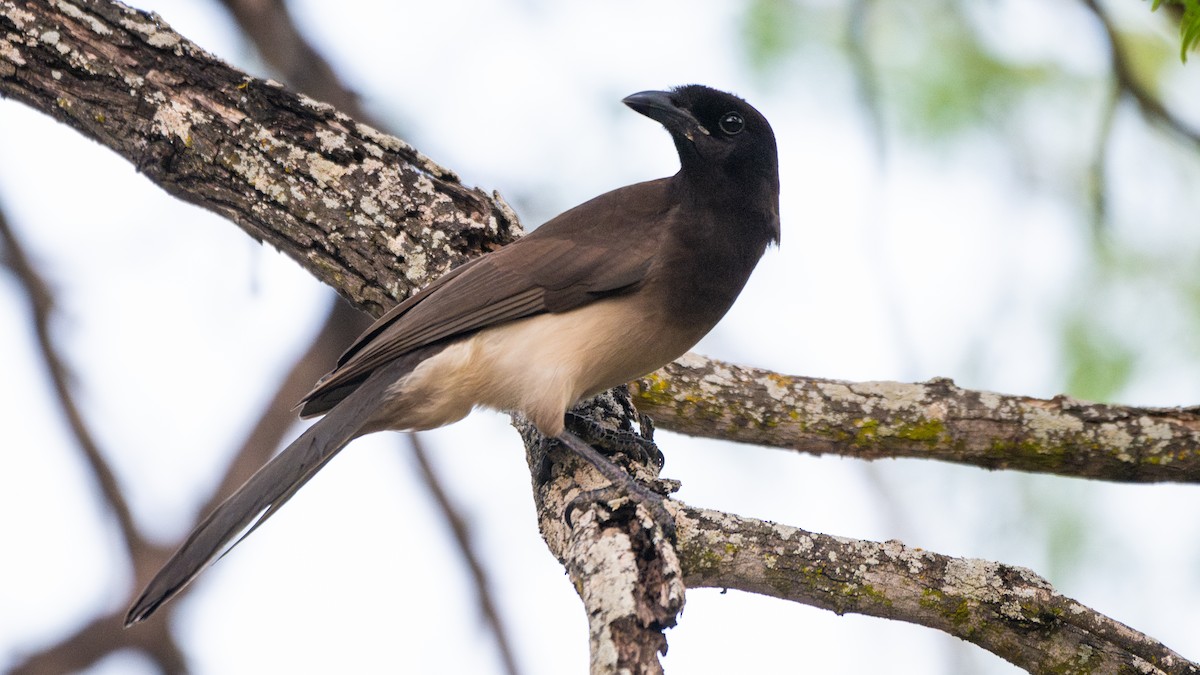 Brown Jay - ML641256665