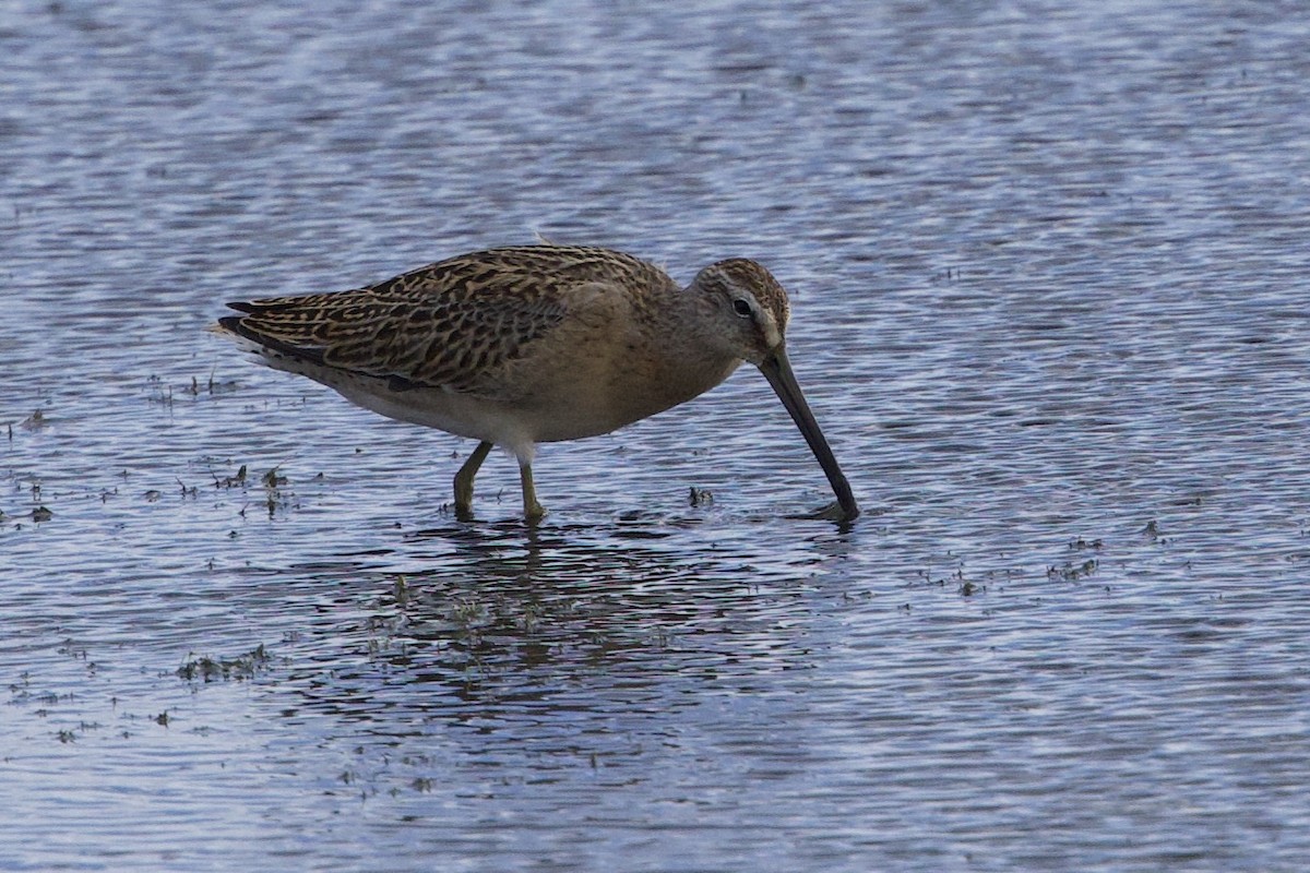 Short-billed Dowitcher - ML641256736