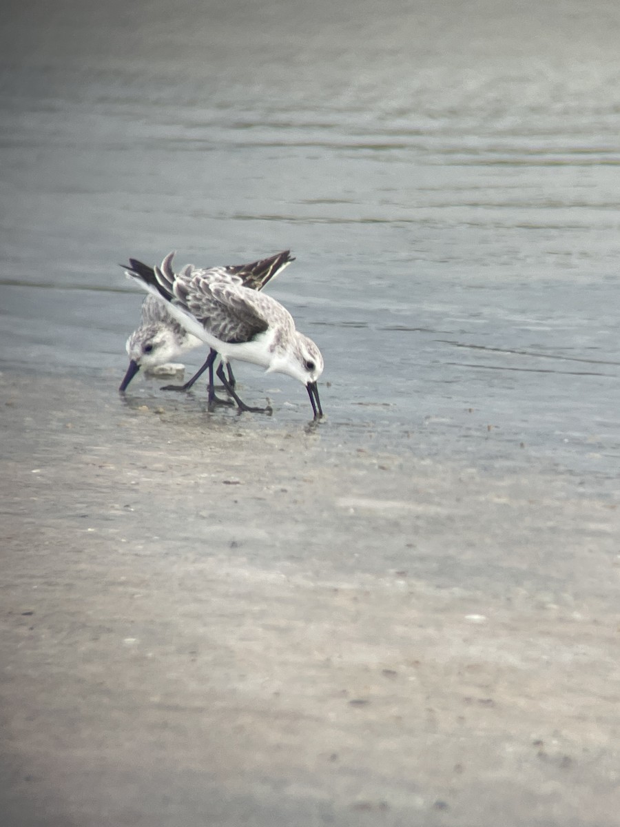 Sanderling - ML641256776