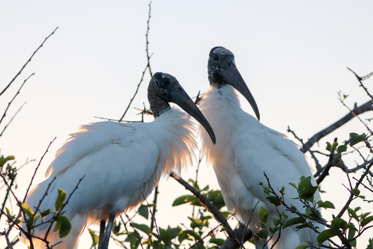 Wood Stork - ML641256830