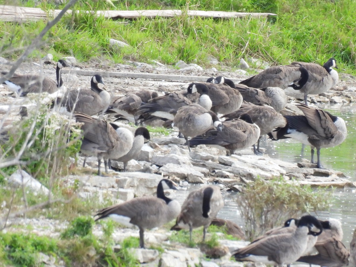 Canada Goose - ML641256842
