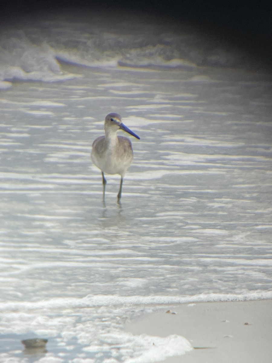 Willet - ML641256870