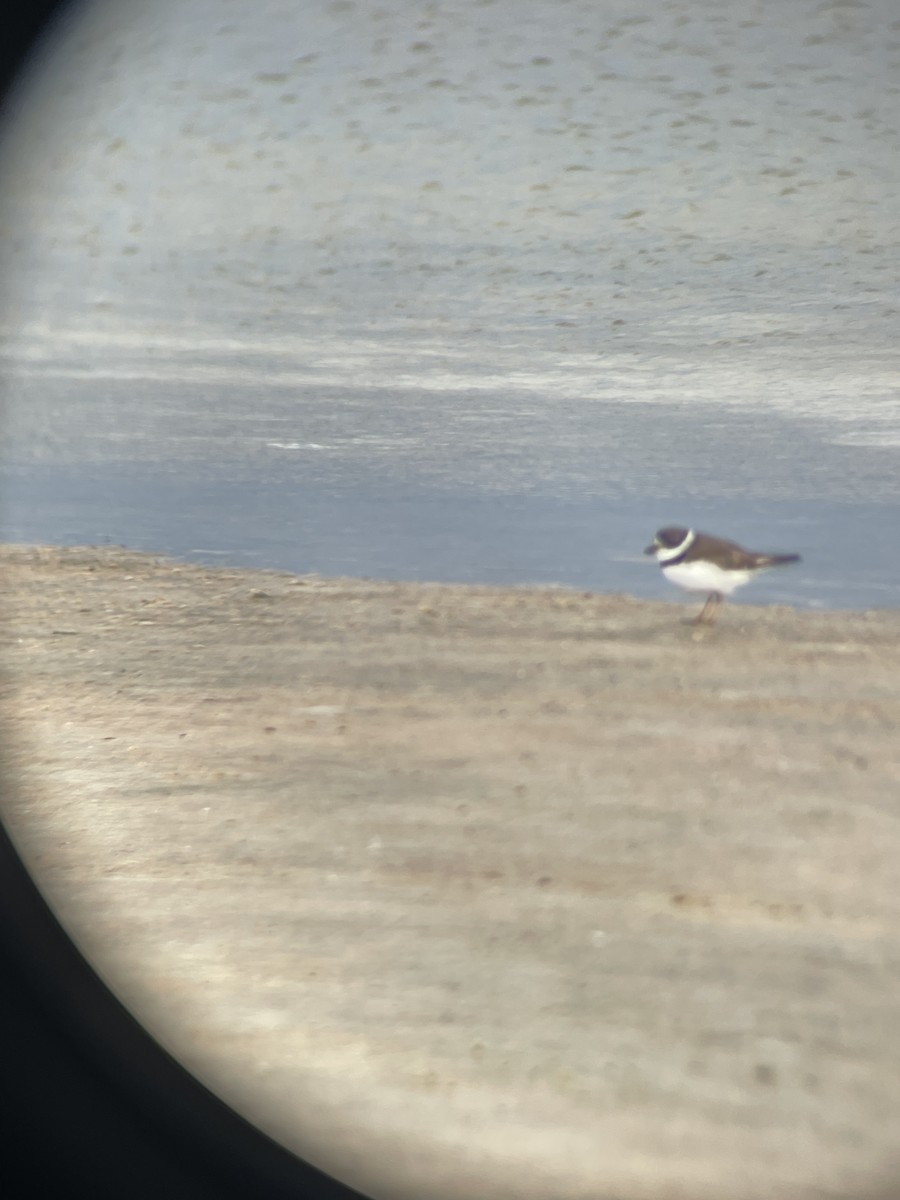 Semipalmated Plover - ML641256883