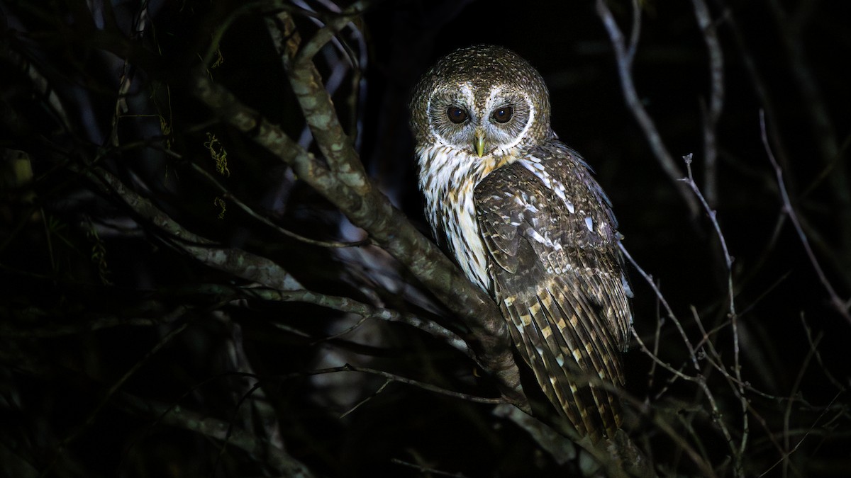 Mottled Owl - ML641256891