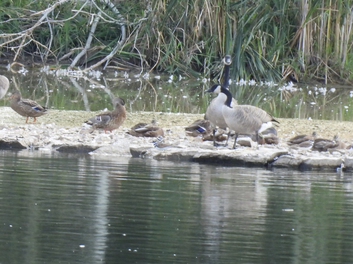 Mallard - ML641256916