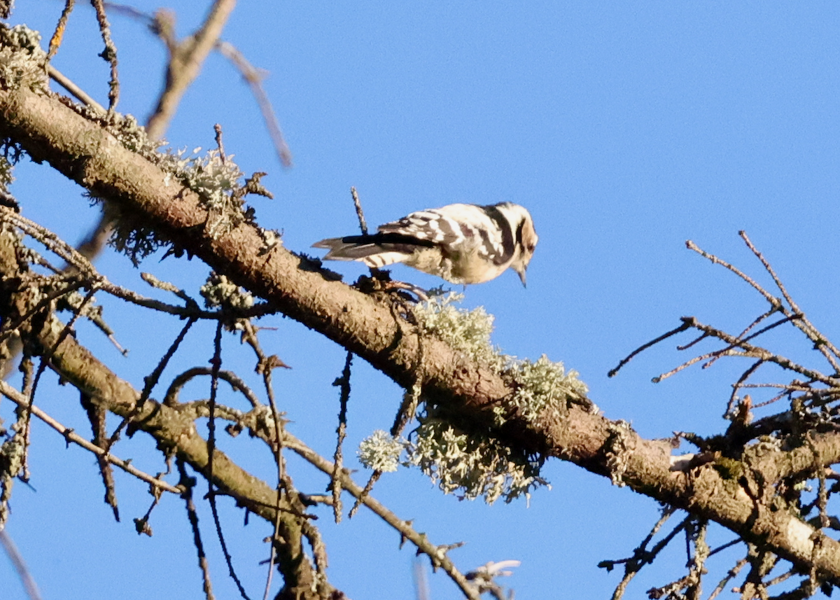 Lesser Spotted Woodpecker - ML641256931