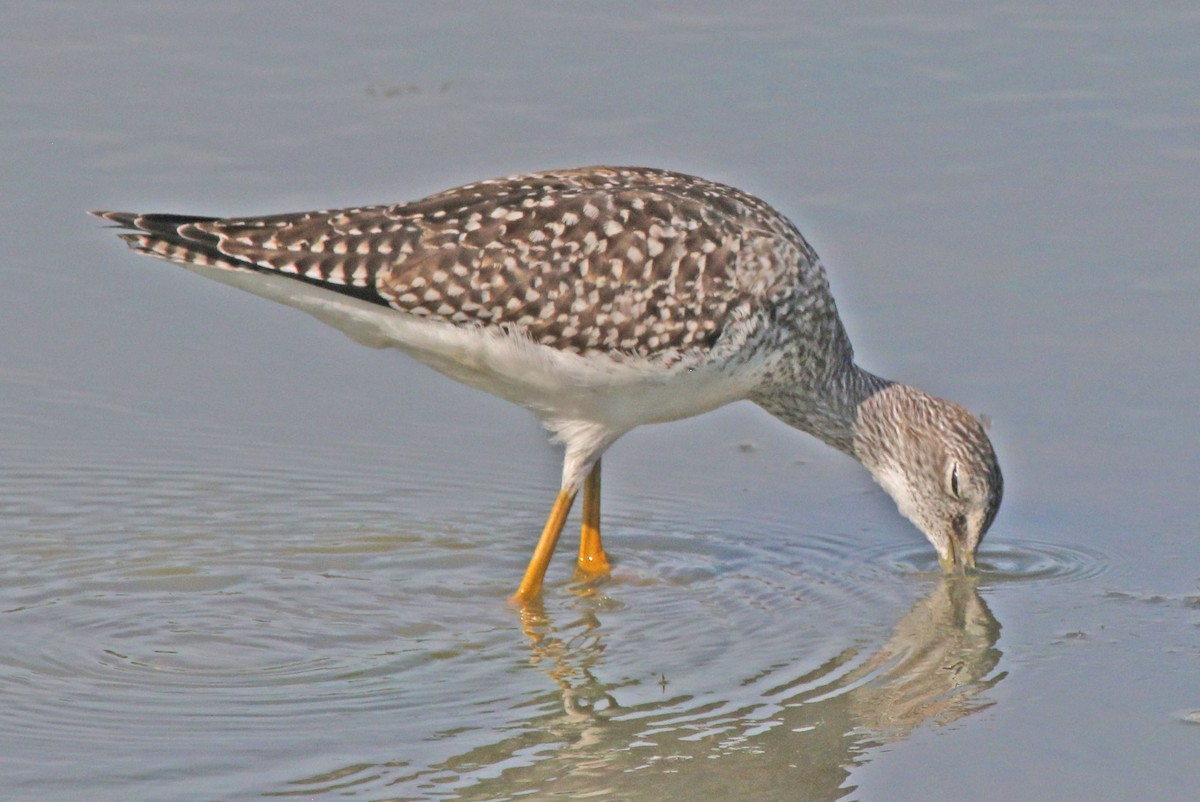 Greater Yellowlegs - ML641256932