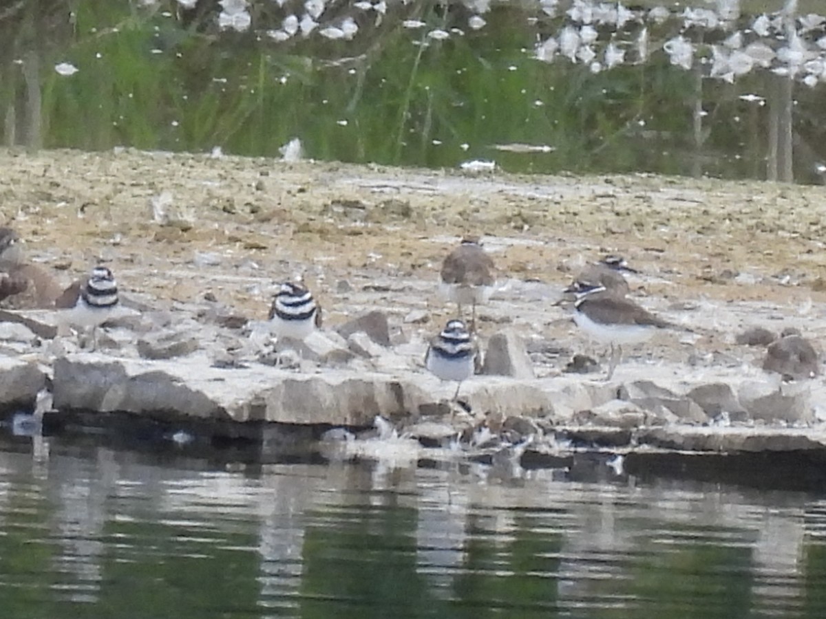 Killdeer - ML641256952