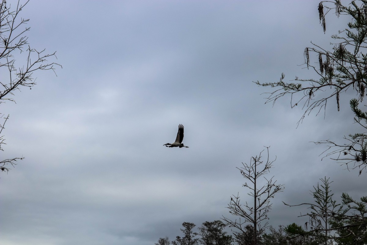 Wood Stork - ML641256999