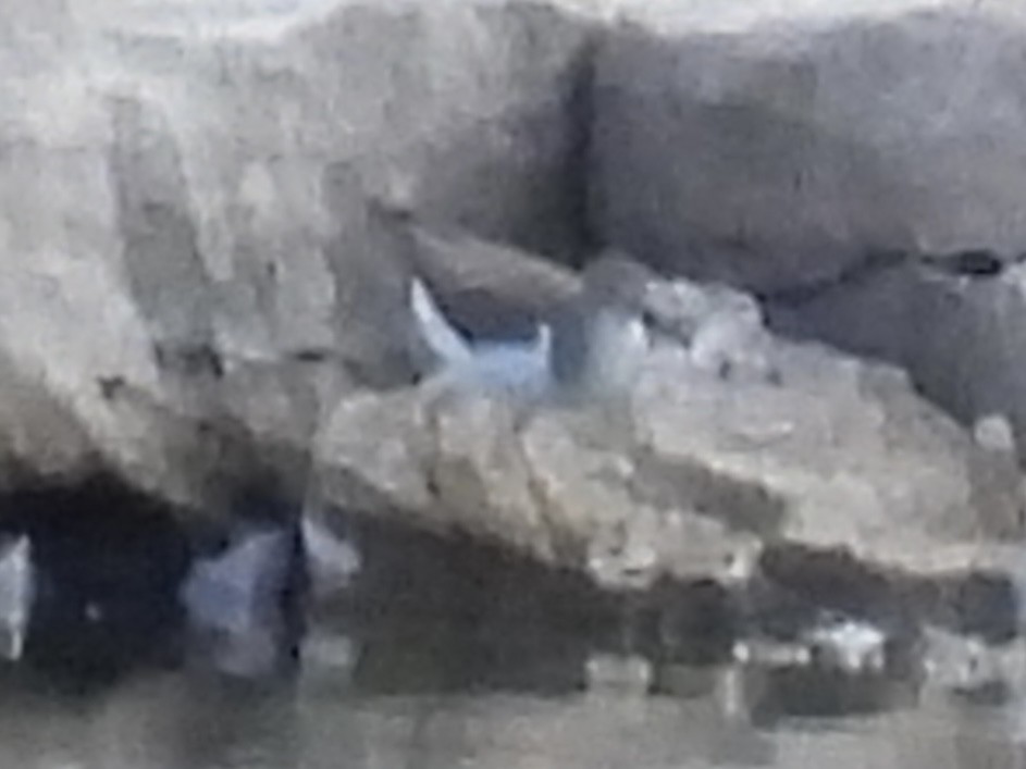 Spotted Sandpiper - ML641257002