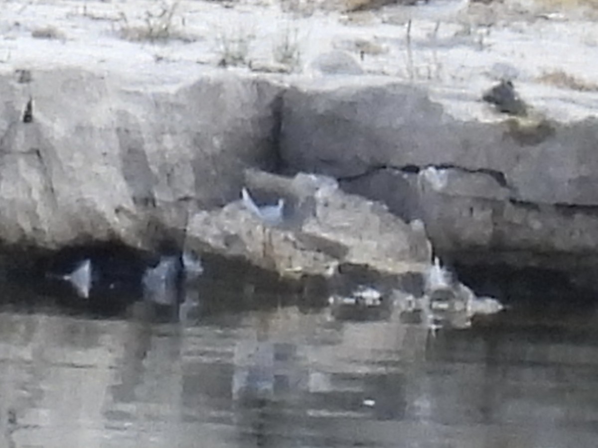 Spotted Sandpiper - ML641257003