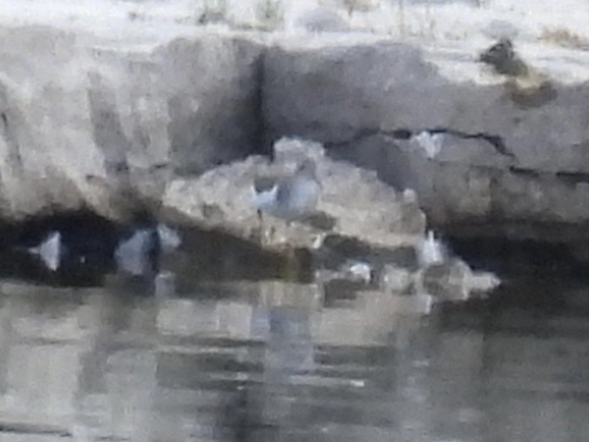 Spotted Sandpiper - ML641257004