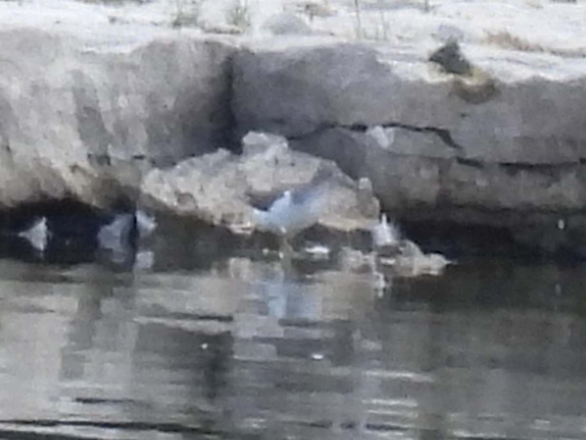 Spotted Sandpiper - ML641257005