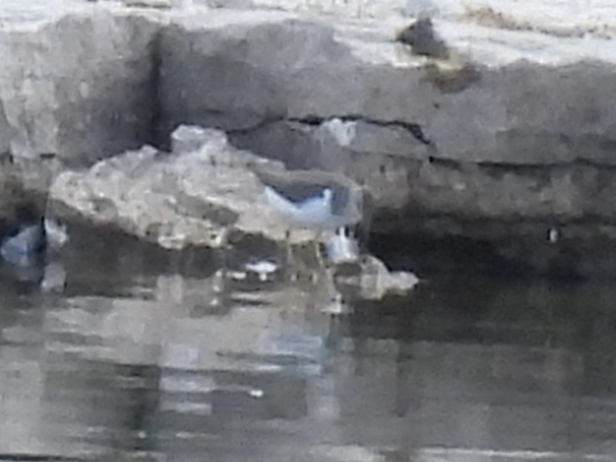 Spotted Sandpiper - ML641257007