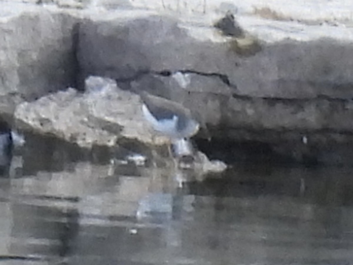 Spotted Sandpiper - ML641257008