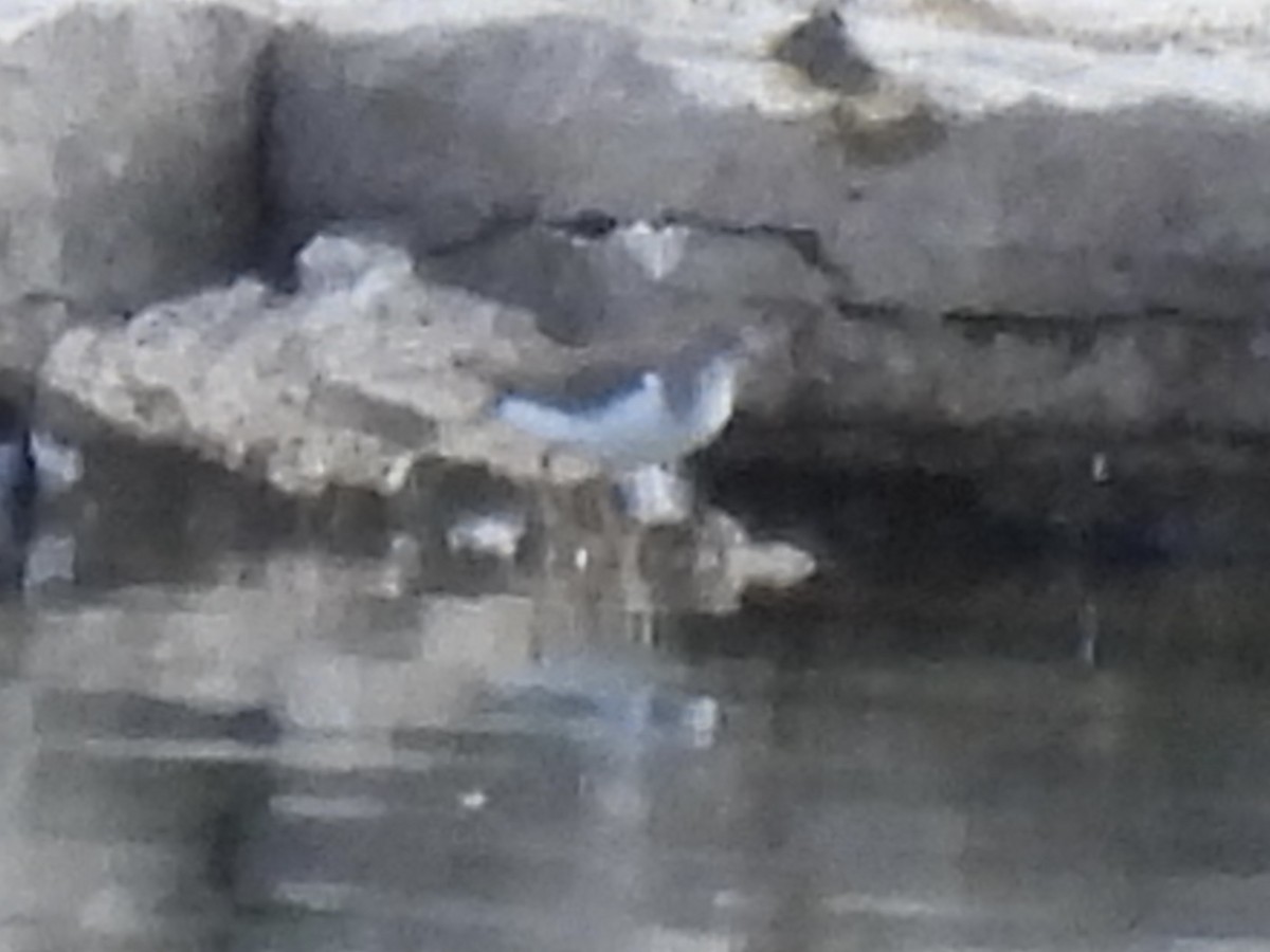 Spotted Sandpiper - ML641257009