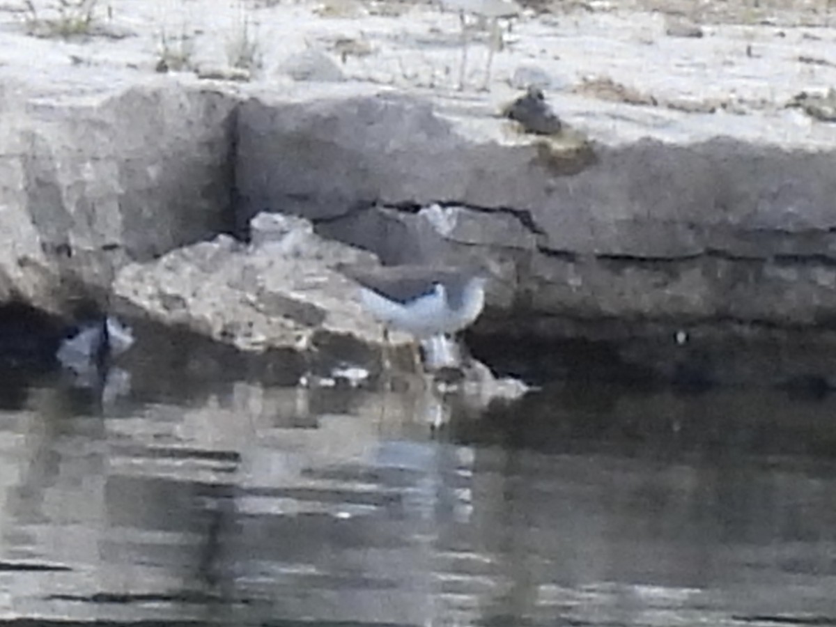 Spotted Sandpiper - ML641257010
