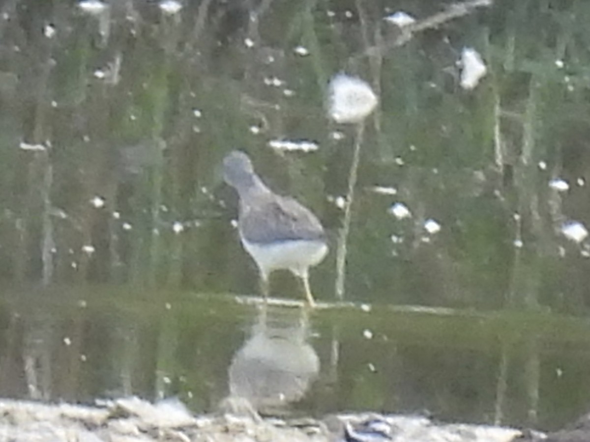 Lesser Yellowlegs - ML641257028