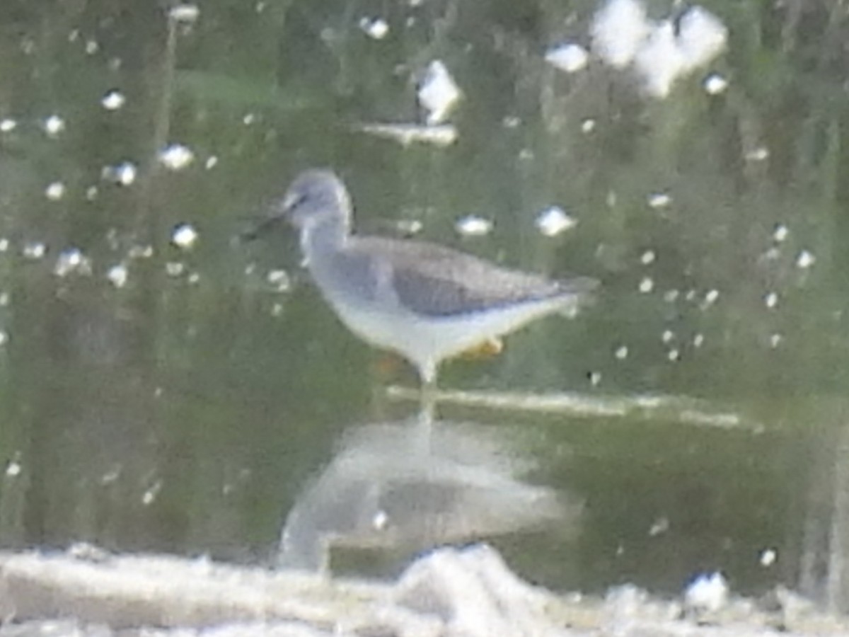 Lesser Yellowlegs - ML641257029