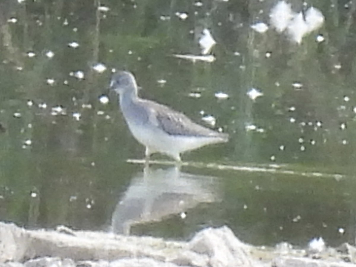 Lesser Yellowlegs - ML641257030