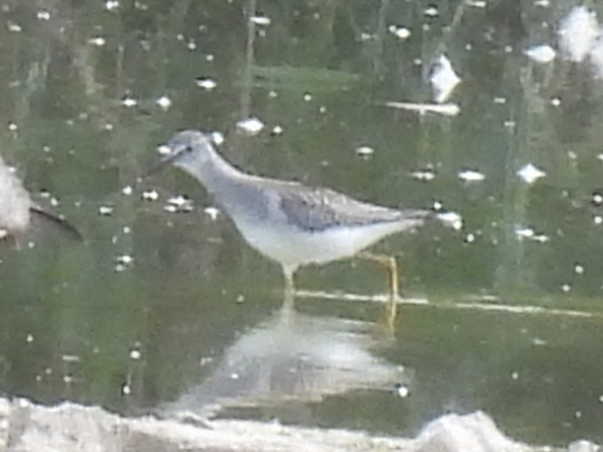 Lesser Yellowlegs - ML641257031