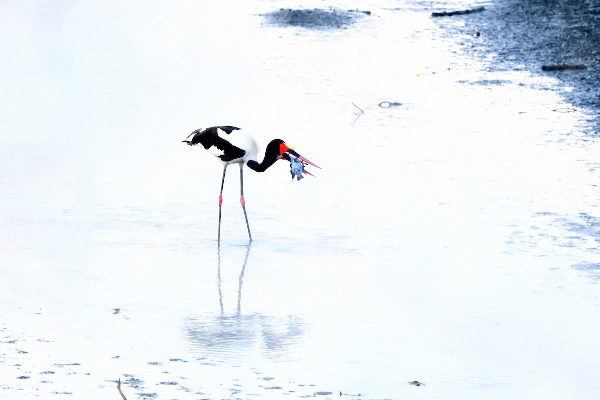 Saddle-billed Stork - ML641257035