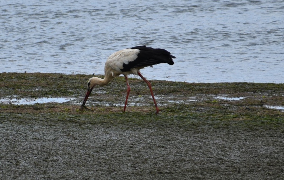 stork - ML641257058