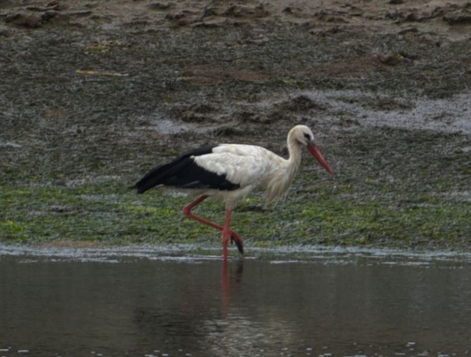 stork - ML641257076