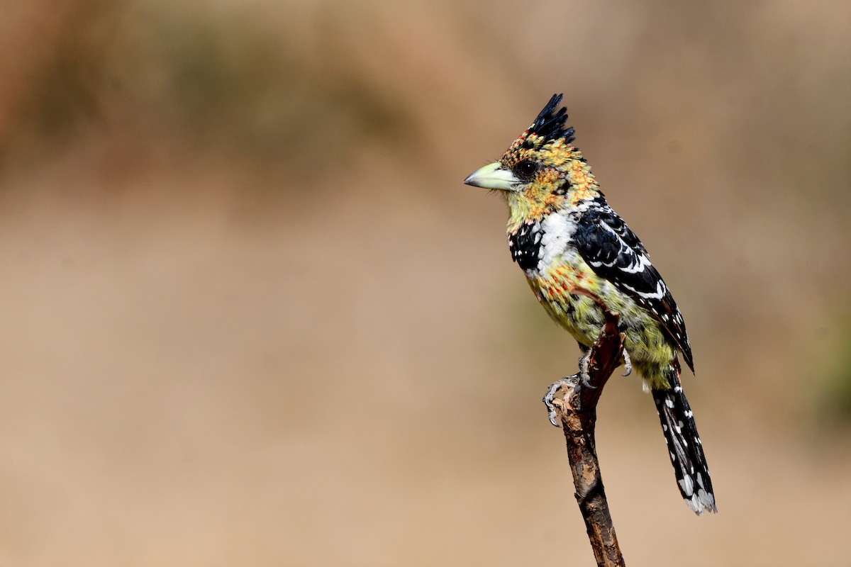 Crested Barbet - ML641257111