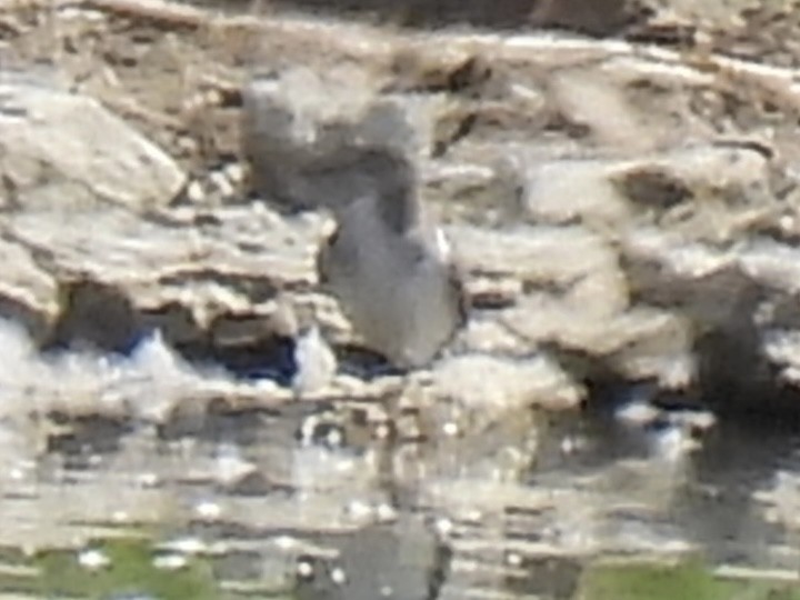 Lesser/Greater Yellowlegs - ML641257119