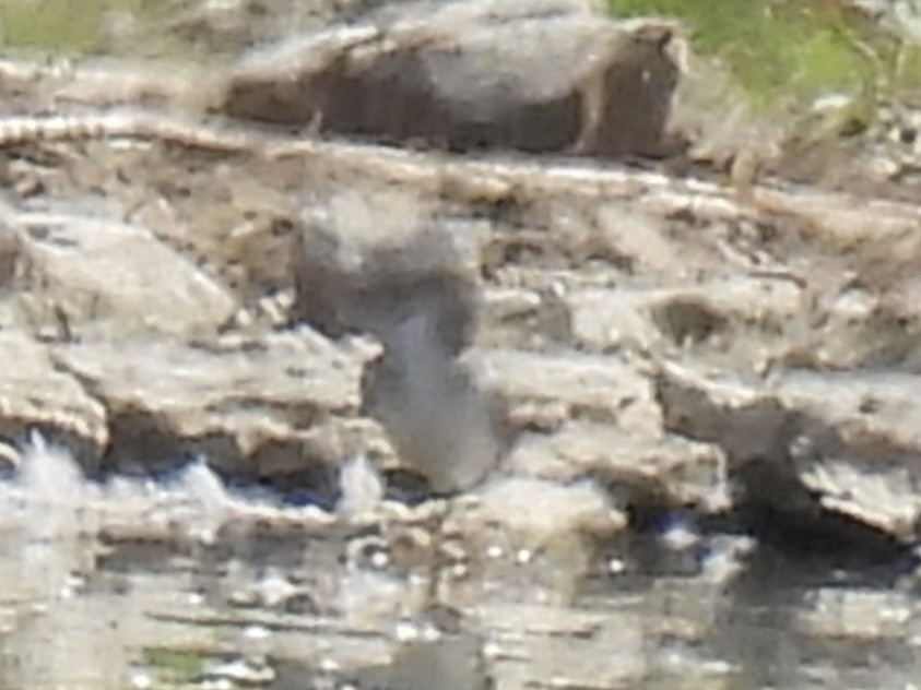 Lesser/Greater Yellowlegs - ML641257120